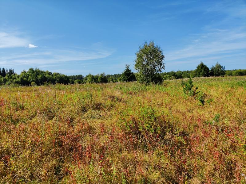 Grassy field with a lone birch tree and forest behind, under a blue sky.